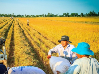 Những loại thiết bị hỗ trợ đắc lực trong việc sản xuất và chế biến lúa gạo
